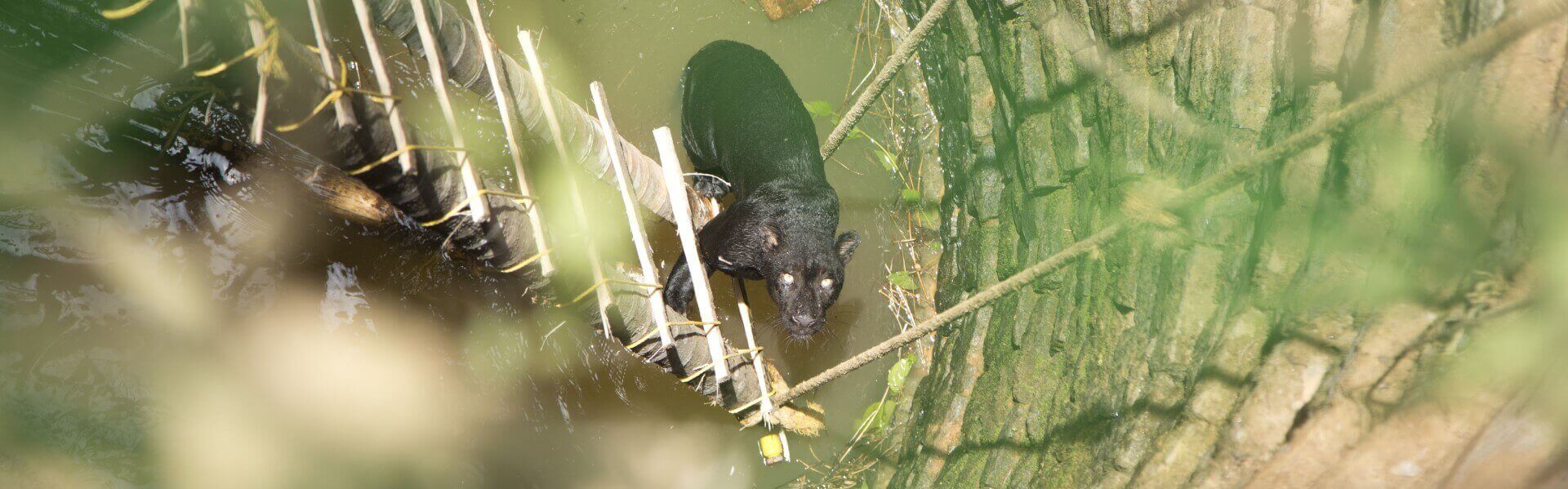 Black Leopard Panther