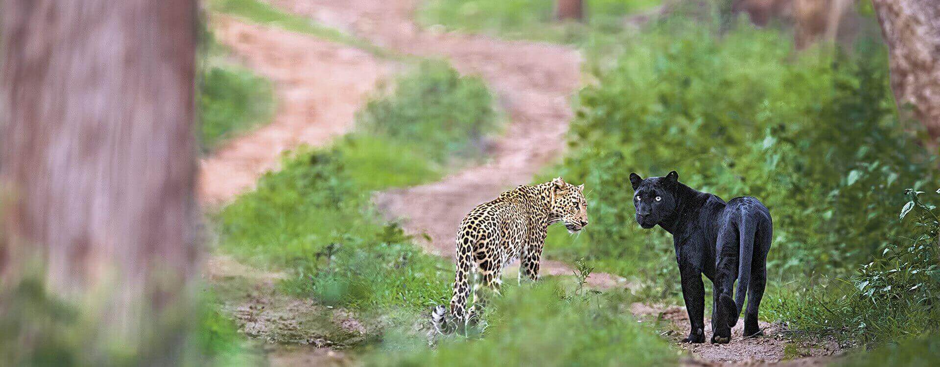 sanctuary cub