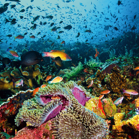 The currents drive up nutrients from the deep, creating a feeding frenzy and a kaleidoscope of life for the diver during rush hour at Batu Bolong, Komodo.