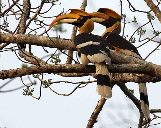 A Great Hornbill pair.