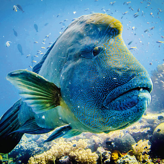 A Napolean wrasse makes a stunning image with its coral-chomping teeth, art-deco face and kajal-lined eyes.