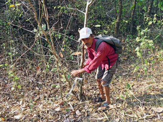 Narayan Desai (kaka), the author's field assistant, took an immediate liking to the setting up of camera traps and the rigours of field work.