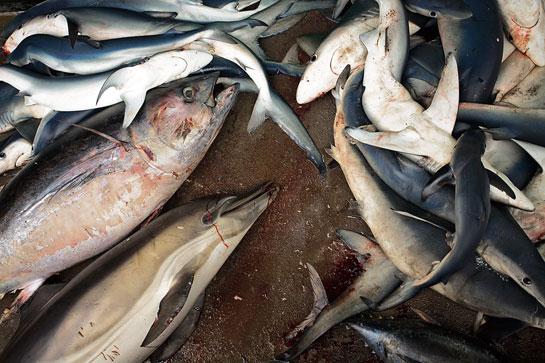 Dead marine life piled up on the deck of the Steve Irwin, a Sea Shepherd vessel, during Operation Driftnet. These were recovered from the nets of a fleet of licensed fishing vessels.