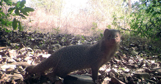 The camera traps gifted the author several mongoose images near cashew plantations and human settlements. This one, of a grey mongoose, was kaka's favourite. He nominated it as the &acirc;poster perfect shot'.