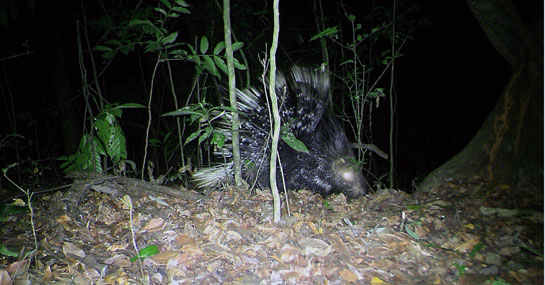 Porcupines made a regular appearance on camera traps installed by the author, who encountered their signs frequently during her field work.