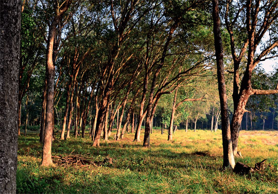 After sustained and holistic conservation efforts, Banke supports at least 13 individual tigers including some breeding females. Almost half the park's annual income is invested in consultative community development.