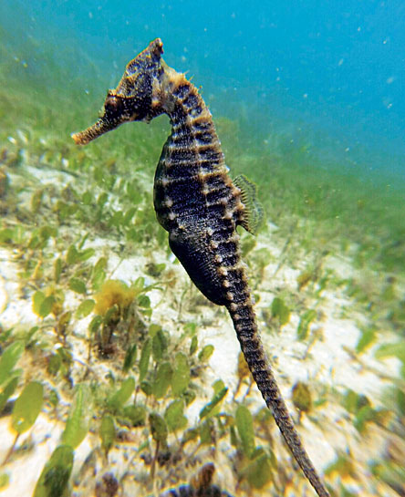 The unique seahorse has a head like a horse, tail like a monkey and a kangaroo-like pouch. The unique seahorse has a head like a horse, tail like a monkey and a kangaroo-like pouch.