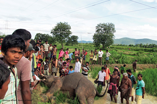On September 19, 2015, the body of this electrocuted elephant was discovered in Palikateni village in the district of Dhenkanal in Odisha.