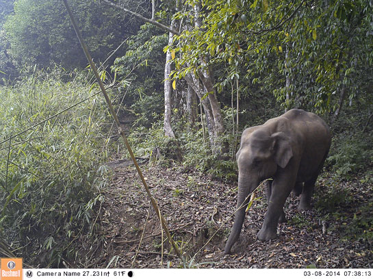 SAI Sanctuary is yet another success story where 300 acres of degraded wilderness was revived and where elephants now find sustenance.