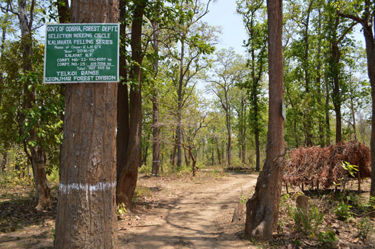 Trees marked for felling
