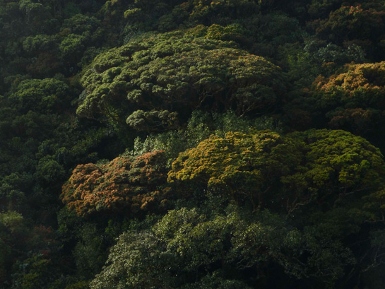 The verdant &acirc;Sholas