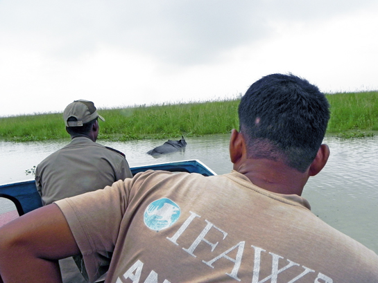 A Forest Department motorboat comes up behind a rhino that had got stuck while wallowing in a marshland near the Gorakati forest camp.