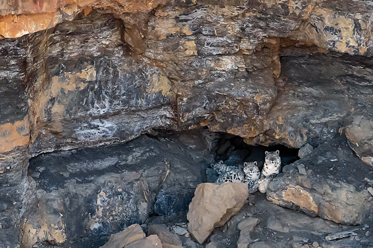Pregnant snow leopards often stay hidden in rocky crevices to give birth away from the stress of frequent alarm calls. Litters comprise one to five cubs.