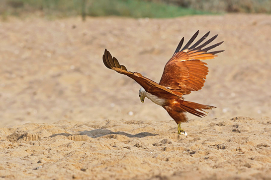 It is estimated that approximately one hatchling in every 1,000, which make it to the sea survives to reach adulthood. Some perish earlier as predators such as Brahminy Kites, crabs, jungle cats and jackals feed on the eggs and defenceless hatchlings.