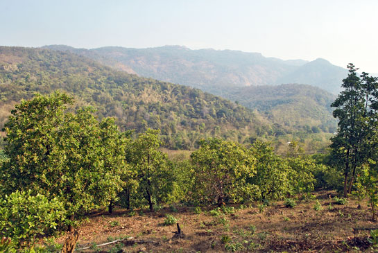 A cashew plantation against a backdrop of wild bamboo.