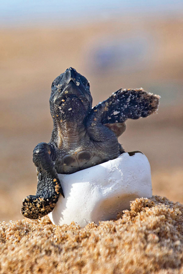 The hatchlings emerge after a period of about 50 days. The hatchlings emerge after a period of about 50 days.