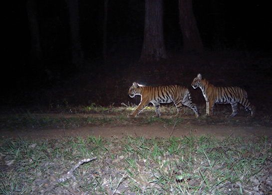 WCS' photographic capture-recapture sampling method using automated camera traps is now widely accepted in India for conducting wildlife enumeration exercises.
