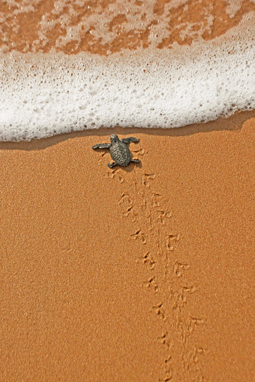 When the eggs hatch, the beach is filled with hundreds of tiny hatchlings, who navigate their path to reach the water for the first time. When the eggs hatch, the beach is filled with hundreds of tiny hatchlings, who navigate their path to reach the water for the first time.