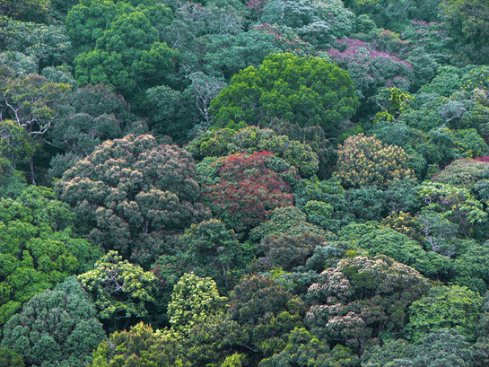 Under the dense, evergreen and semi-evergreen forest canopy of the Kalakad-Mundanthurai Tiger Reserve, spread across almost 900 sq. km. in southern Tamil Nadu, hide incredibly diverse forms of plant and animal life.