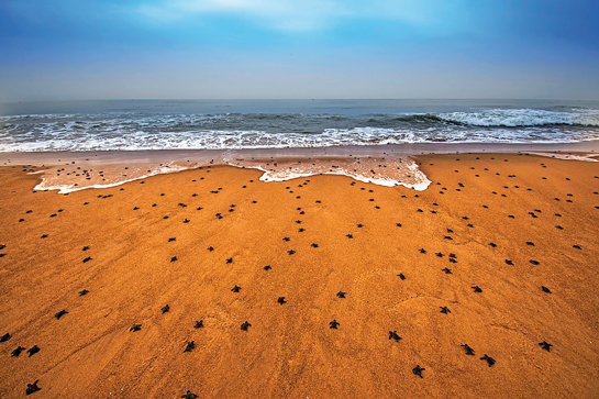 The Rushikulya beach along the coast of Odisha, not far from the state's capital city of Bhubaneswar, is the world's largest mass nesting site of the vulnerable olive Ridley turtle.