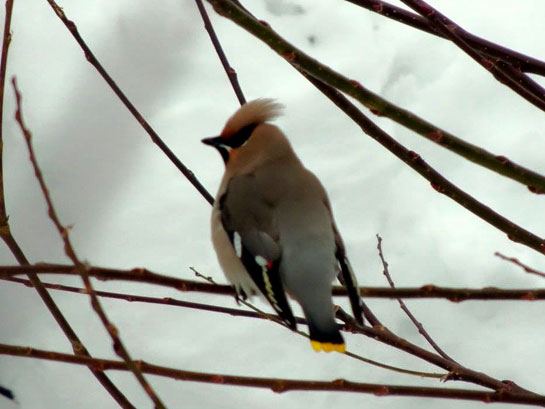 The pictures of the bird like this one that Rawal took of the mystery birds that morning confirmed the presence of the Bohemian Waxwing in the country. According to the records of the Bombay Natural History Society, the species was last recorded in India in Kashmir's Dachigam National Park in 1907.