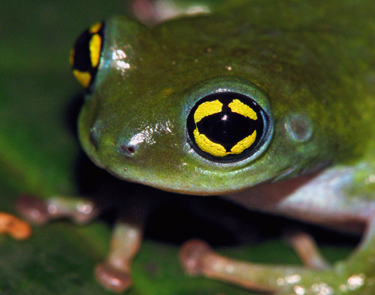 Pioneering research in these forests have thrown up many a surprise including the rediscovery of the rare green frog in 2011 by R. Ganesan, Seshadri K. S. of ATREE and S. D. Biju of the Delhi University.