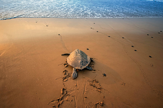The author witnessed an extremely rare and extraordinary event, which occurred in Rushikulya almost 25 years after it was first reported - mass nesting and mass hatching taking place simultaneously. Hatchlings crawl to the sea accompanied by returning mother turtles.