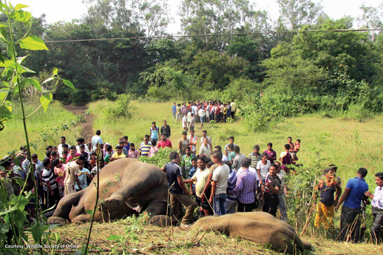Forest authorities and onlookers gather around the massive bodies of two elephants that were electrocuted by a 33 KV power line on October 12, 2015 in Odisha.
