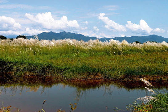 A community-managed grassland near Banke in Nepal. Community-centric conservation efforts have led to a heartening revival of the park's biodiversity.