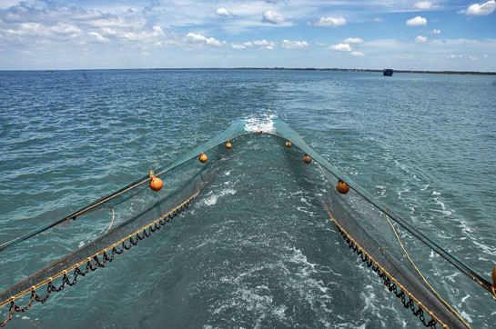 The practice of bottom trawling is highly destructive to marine life. Avoiding the consumption of farmed or trawled shrimp is one of the most effective actions you can take to save seahorses and protect marine habitats.