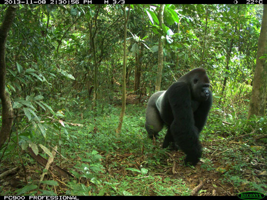 Camera Trap Image of Cross River gorilla