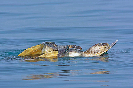 A pair of endangered olive Ridley turtles mates in the ocean, a natural history phenomenon that only a lucky few get to witness each year.