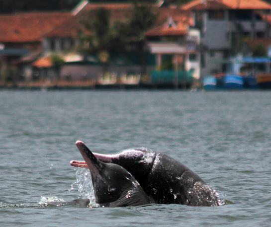 Despite high human use, the Kochi estuary is frequented by humpback dolphins. The author believes that the high salinity and abundant mullet fish could be the reason.