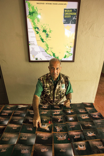 Dr. Karanth examines camera-trap photos of tigers from the WCS database.
