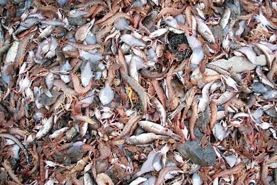 A seahorse (centre) landed together with shrimp catch. The indiscriminate and unregulated nature of fishing means that seahorses are often caught, then discarded as by-catch.