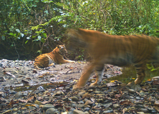 Tigers, too, are thriving in the park, but the tedious process to get meager compensation for cattle killed by wild cats puts a strain on the people-park relationship.