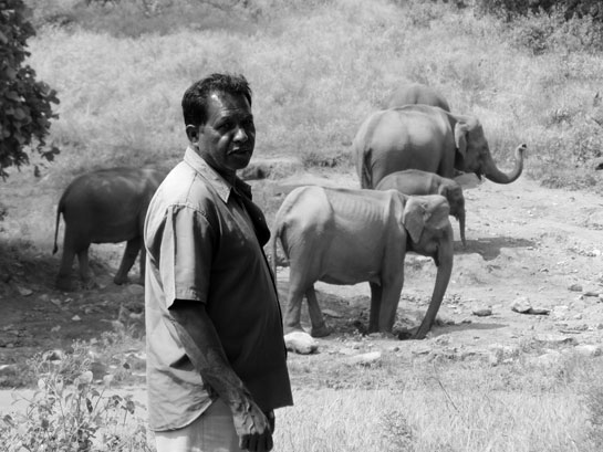 Krishna anna on an elephant trail in Karnataka