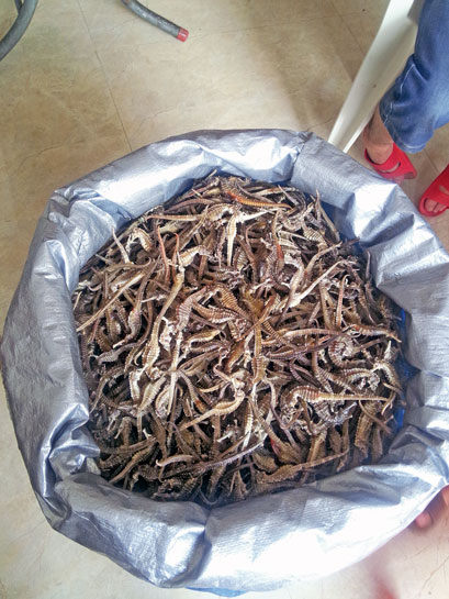 Dried seahorses ready to be traded for dubious Traditional Chinese Medicine. Dried seahorses ready to be traded for dubious Traditional Chinese Medicine.