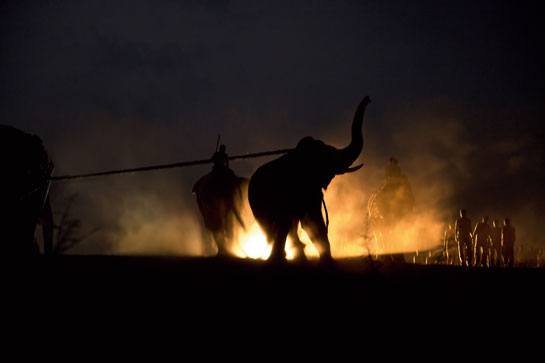 The procedure of capturing a wild elephant is highly traumatic for all involved as the author discovered while documenting escalating conflict in Hassan district of Karnataka.