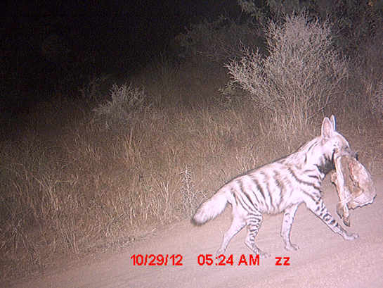 Camera trap studies have showed the presence of several elusive species in the area.