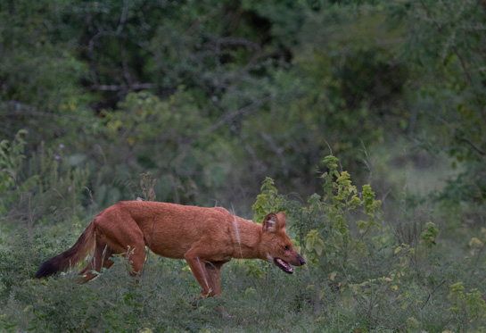 Dhole or Indian wild dog in the Nilgiris. Variety and abundance of large ungulates in these forests support thriving large carnivore populations. With direct connectivity to protected areas like Mudumalai, Silent Valley and Mukurthi, the reserved forests of the upper Nilgiris are a crucial tiger conservation unit.