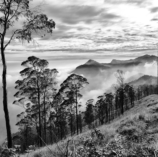 Montane grasslands on the windy slopes of Perumal Malai, the distinctive hat-shaped peak of the Palani Hills, survives amongst a plantation of non-native Eucalyptus sp. plantation. This is an area ripe for ecological restoration where thinning of the trees would allow a return of the grassland habitat.