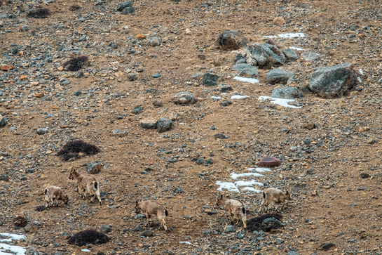 It is their stealth, near-invisibility (look for the cat in the picture!) and hunting techniques that give snow leopards an edge when hunting ungulates such as bharal and ibex in the austere alpine habitats they call home.