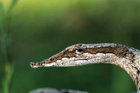 All vine snakes are usually thin with long bodies and tails and sharp, triangular heads.