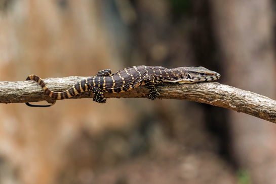Juveniles have much more interesting patterns and colours than the adults.