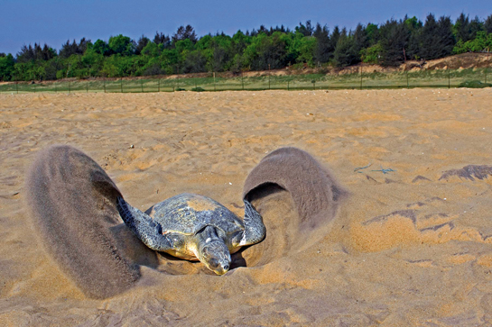 The female olive Ridley turtle lays her eggs in a nest, which she painstakingly digs with her flippers.