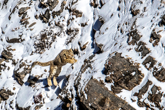 Snow leopards in Spiti, where the author undertook his photography expedition, follow a definite annual pattern in winter as they move along on the circuit of Tashigong - Gette - Kibber - Chicham - Kanamo, always guided by the availability of ungulates.