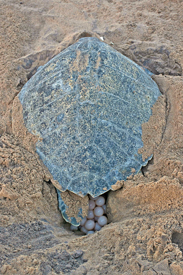 Arribada, the synchronised mass nesting takes place approximately 30 days after the turtles mate. Arribada, the synchronised mass nesting takes place approximately 30 days after the turtles mate.
