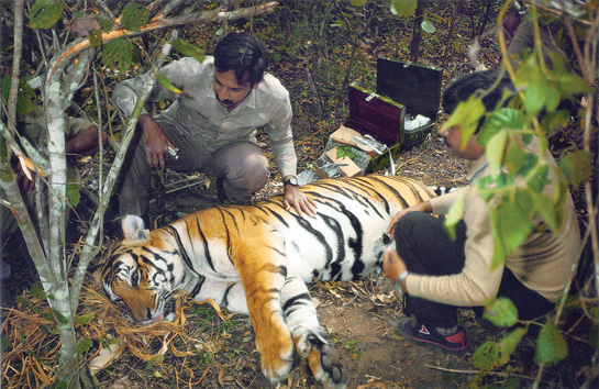 A young Dr. Karanth, who introduced radio telemetry to study tigers in 1989. The strategy yielded hitherto unknown facts about the secret life of tigers.