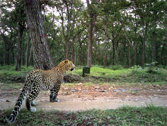 WCS' work now encompasses several Protected Areas in Goa, Tamil Nadu, Andhra Pradesh, Telangana, Kerala and Karnataka, where this leopard was camera trapped at Nagarahole.